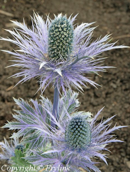 Eryngium zabelii 'Donard Variety' komeapiikkiputki